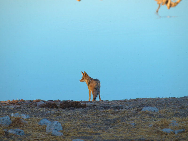 Etosha National Park, Okaukuejo,
        Jackal